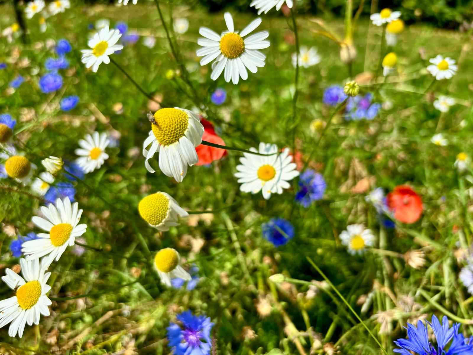Bloemenpracht - Afbeelding 2