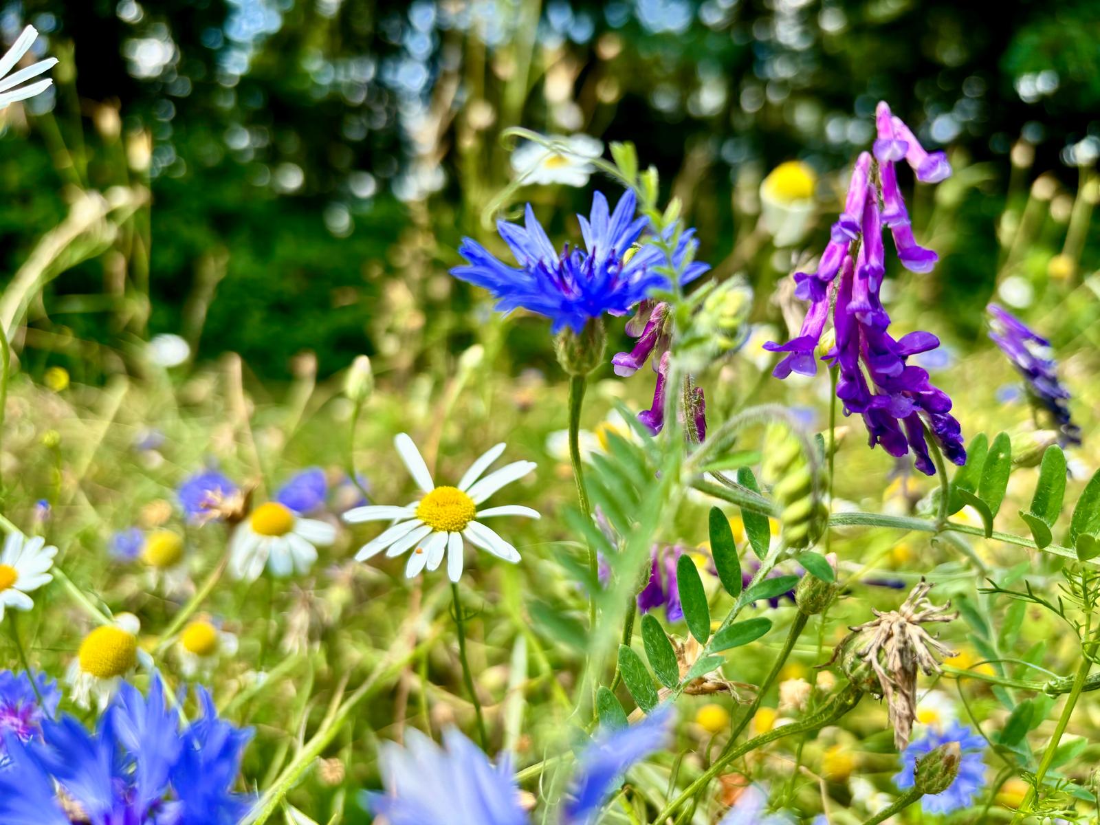 Bloemenpracht - Afbeelding 3